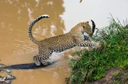 Im Masai-Mara-Reservat in Kenia leben die meisten Leoparden in den Galeriew&auml;ldern entlang der kleinen Fl&uuml;sse und B&auml;che.