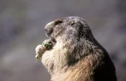 Murmeltier (Marmota marmota), Europ&auml;ische Alpen.