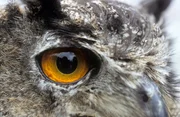Uhu (Bubo bubo), Europ&auml;ische Alpen.