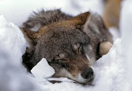 Der Film erz&auml;hlt die Geschichte der vier Gebirgsz&uuml;ge in Japan, Australien, Europa und der S&uuml;dinsel Neuseelands und ihrer Tierwelt, die unterschiedlicher nicht sein k&ouml;nnte. - Wolf (Europ&auml;ische Alpen)