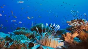 Mit seinen 600 Korallenarten bildet das Riff ein einzigartiges &Ouml;kosystem: Es ist Lebensraum f&uuml;r 1500 Fisch- und 5000 Weichtierarten.