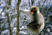 Japanmakak (Macaca fuscata fuscata), Japan.