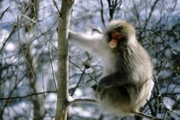 Japanmakak (Macaca fuscata fuscata), Japan.