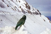 Kea oder Bergpapagei (Nestor notabilis), Neuseeland.