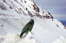 Kea oder Bergpapagei (Nestor notabilis), Neuseeland.