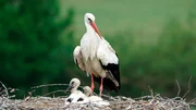 Storchennest an den Ufern der Lippe.