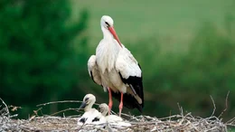 Storchennest an den Ufern der Lippe.
