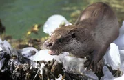 Fischotter am Flu&szlig;ufer, Europ&auml;ische Alpen.