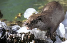 Fischotter am Flu&szlig;ufer, Europ&auml;ische Alpen.