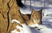 Luchs (Lynx lynx), Europ&auml;ische Alpen.