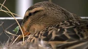 Ente Daisy im Nest.