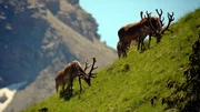 Die Lechtaler Alpen beeindrucken mit ihrer abwechslungsreichen Landschaft, ihrer vielf&auml;ltigen Flora und Fauna sowie mit zahlreichen Naturjuwelen. Im Bild: Hirsche in den Lechtaler Alpen.