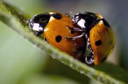 99 Prozent aller Tierarten legen Eier &ndash; wie auch der Marienk&auml;fer.