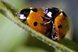 99 Prozent aller Tierarten legen Eier &ndash; wie auch der Marienk&auml;fer.