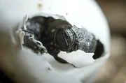 Eine europ&auml;ische Sumpfschildkr&ouml;te schl&uuml;pft aus dem Ei.