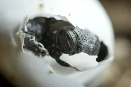 Eine europ&auml;ische Sumpfschildkr&ouml;te schl&uuml;pft aus dem Ei.