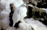 Alpenschneehuhn (Lagopus muta), Europ&auml;ische Alpen.