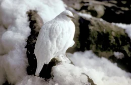 Alpenschneehuhn (Lagopus muta), Europ&auml;ische Alpen.