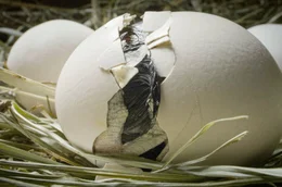 Die Befreiung aus der Eierschale kann mehrere Stunden dauern &ndash; nur wenige wissen, mit welchem Kraftakt sich das K&uuml;ken durch die Schale ins Leben k&auml;mpft.