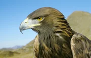 Steinadler (Aquila chrysaetos), Europ&auml;ische Alpen.