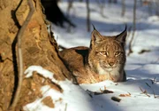 PHOENIX DIE VIER ALPEN, am Mittwoch (12.11.14) um 20:15 Uhr. Der Film erz&auml;hlt die Geschichte der vier Gebirgsz&uuml;ge in Japan, Australien, Europa und der S&uuml;dinsel Neuseelands und ihrer Tierwelt, die unterschiedlicher nicht sein k&ouml;nnte. - Luchs (Europ&auml;ische Alpen)