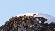 Die Lechtaler Alpen beeindrucken mit ihrer abwechslungsreichen Landschaft, ihrer vielf&auml;ltigen Flora und Fauna sowie mit zahlreichen Naturjuwelen. Im Bild: Steinb&ouml;cke in den Lechtaler Alpen.