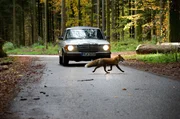 Ein Fuchs wird versehentlich angefahren.