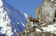 Steinbock (Capra ibex), Europ&auml;ische Alpen.