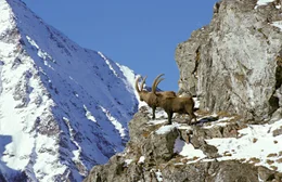 Steinbock (Capra ibex), Europ&auml;ische Alpen.