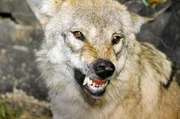 Wolf (Lupis lupis), Europ&auml;ische Alpen.