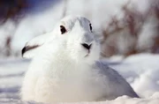 Schneehase (Lepus timidus), Europ&auml;ische Alpen.
