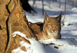 WDR Fernsehen ABENTEUER ERDE - "Die vier Alpen", Film von Jeremy Hogarth und Michael Schlamberger, am Dienstag (28.06.11) um 20:30 Uhr. Der Film erz&auml;hlt die Geschichte der vier Gebirgsz&uuml;ge in Japan, Australien, Europa und der S&uuml;dinsel Neuseelands und ihrer Tierwelt, die unterschiedlicher nicht sein k&ouml;nnte. - Luchs (Europ&auml;ische Alpen)