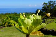 Die endemische Alula-Pflanze ist in der Wildnis ausgestorben und nur im Naturschutzgebiet Limahuli Garden auf Kauai erhalten.