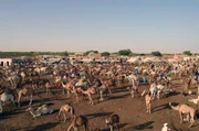 Am Stadtrand von Nouakchott, der Hauptstadt Mauretaniens, findet jeden Tag einer der gr&ouml;&szlig;ten Dromedar-M&auml;rkte der Welt statt.
