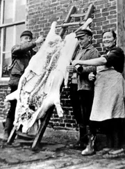 Hausschlachten in Ostfriesland 1956.