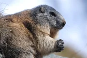 Murmeltiere sind Neub&uuml;rger in den Pyren&auml;en.