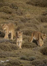 Eigentlich gelten Pumas als Einzelg&auml;nger, doch im Nationalpark Torres del Paine in Patagonien l&auml;sst sich ein seltenes Ph&auml;nomen beobachten: Mehrere Pumas ziehen als Rudel durch die felsige Landschaft.