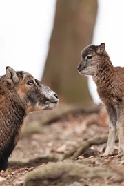 Mufflon mit Jungem.