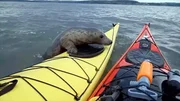 Seehund auf einem Kajak.