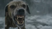 Der Hund knurrt