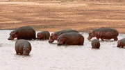 Die Naturdokumentation zeigt die verschiedenen Seiten im Leben der Flusspferde in Afrika.
