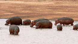 Die Naturdokumentation zeigt die verschiedenen Seiten im Leben der Flusspferde in Afrika.