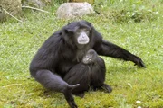 Siamangbaby im Jaderpark.