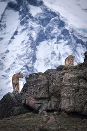 Der Nationalpark Torres del Paine gilt als Paradies f&uuml;r Pumas und bietet die perfekten Lebensbedingungen f&uuml;r die Raubkatzen. Sie stehen dort unter Artenschutz.