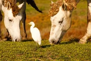 Obwohl er ein Kuhreiher ist, mag er offensichtlich auch die Gesellschaft von Pferden. Hier vertilgt der kleine Reiher umherschwirrende Insekten.