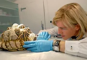 Eine Sternschildkr&ouml;te auf dem Behandlungstisch von Zootier&auml;rztin Dr. Sandra Silinski.
