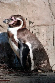 Humboldtpinguin Daggi findet Frauen einfach toll.