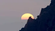 Fischadler, Sonnenaufgang.