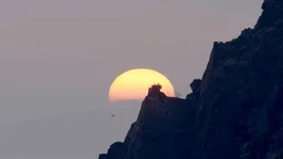 Fischadler, Sonnenaufgang.