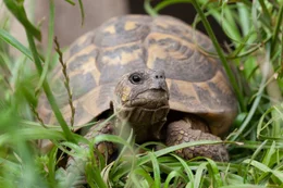 Hermann Schildkr&ouml;te.